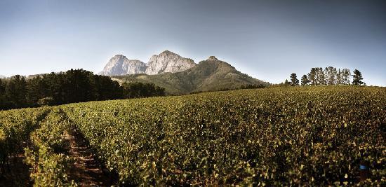 Exploitation viticole Backsberg Estate Cellars
