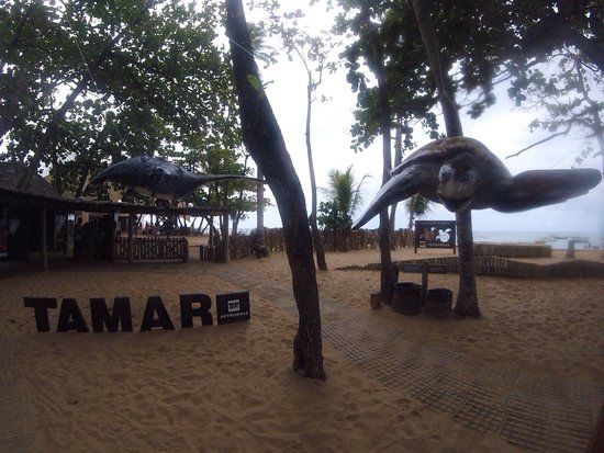 Projet TAMAR de conservation des tortues marines