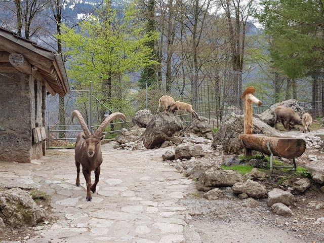 Wildpark Brienz