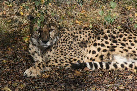 Parc Safari de Beekse Bergen