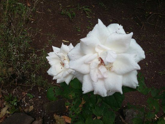 Jardin des Cinq Sens