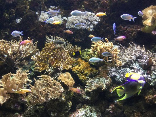 Aquarium Gardaland SEA LIFE