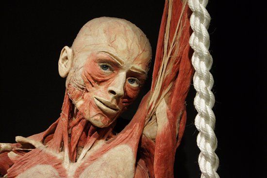 Musée d'anatomie Body Worlds