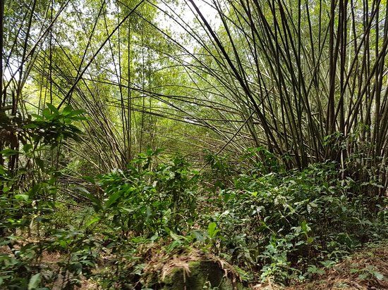 Parc National du Banco