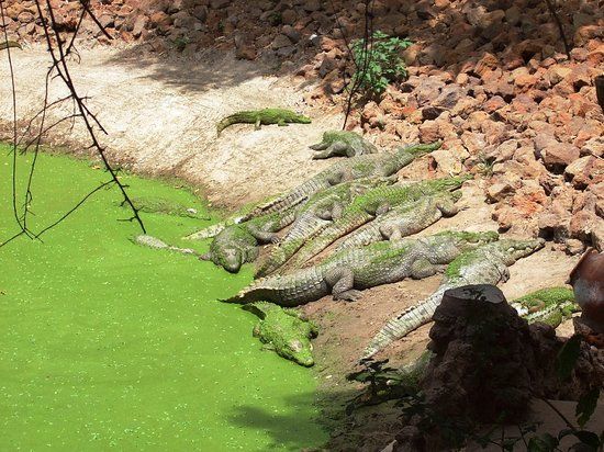 Musée et parc de crocodiles Kachikali