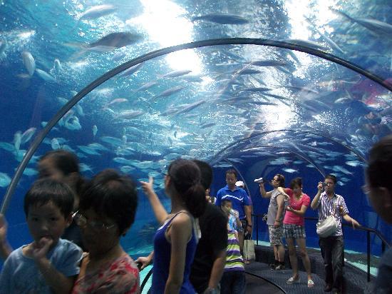 Aquarium océanique de Shanghai