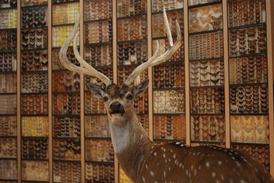 Muséum d'Histoire Naturelle de Bourges