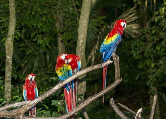 Volière de Xaman Ha