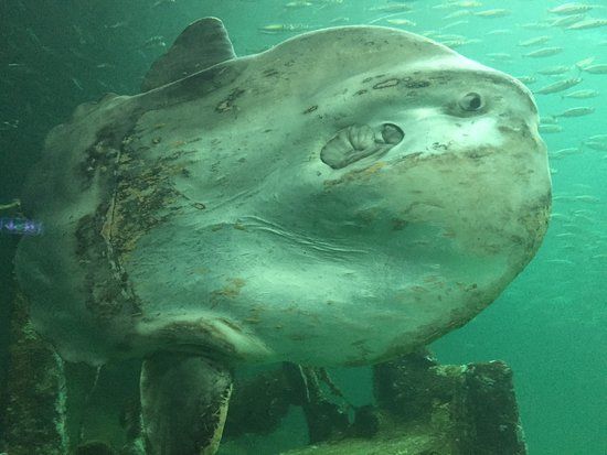 Musée de la Mer du Nord