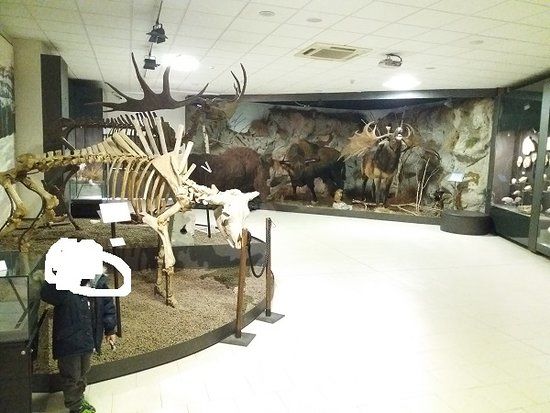 Musée de la préhistoire Luigi Donini