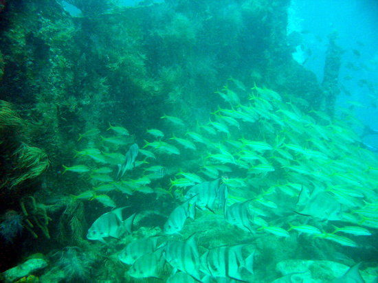 Parc d'État de John Pennekamp Coral Reef