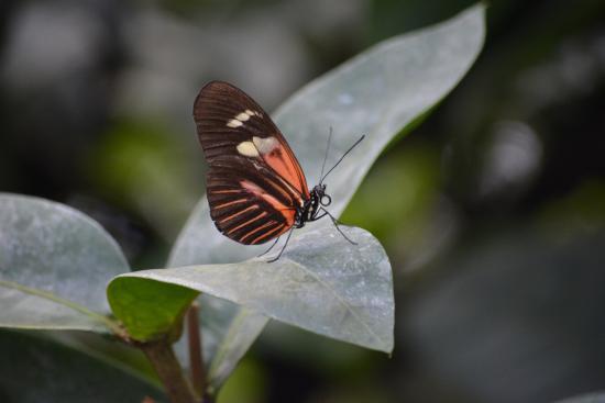 Butterfly Pavilion