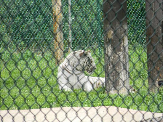 Zoo York's Wild Kingdom