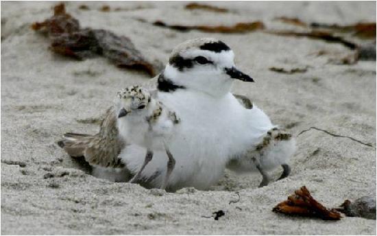 Réserve naturelle de Coal Oil Point
