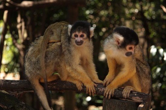 Sanctuaire de la vie sauvage World of Birds