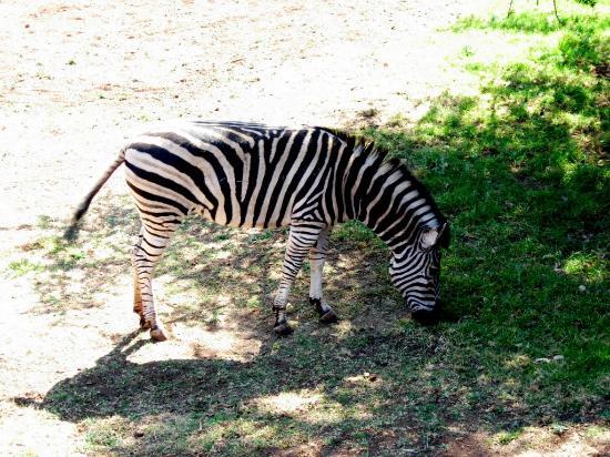 Zoo de Johannesburg