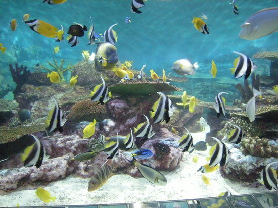 Aquarium du COEX