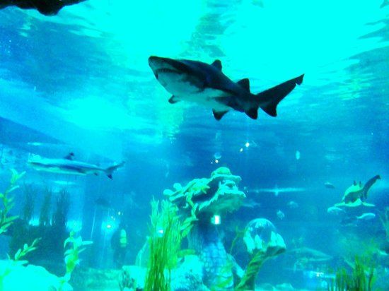 Busan Sea Life Aquarium
