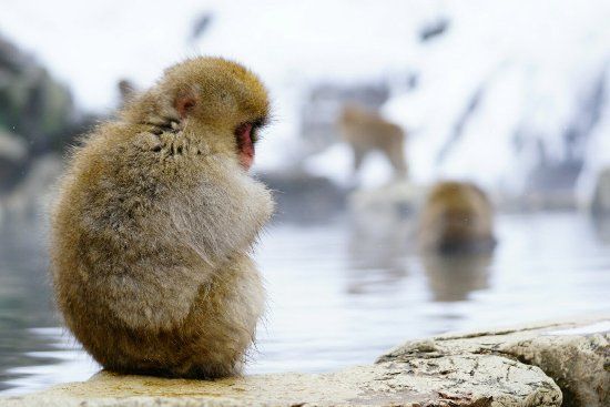 Parc aux singes de Jigokudani