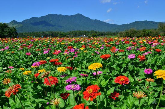 Parc Yamanakako Hananomiyako