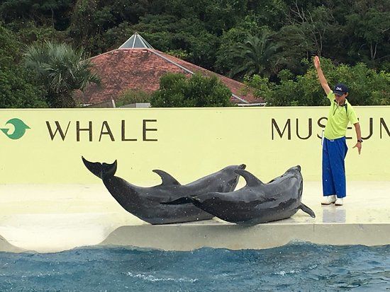 Musée de zoologie Taiji Whale Museum