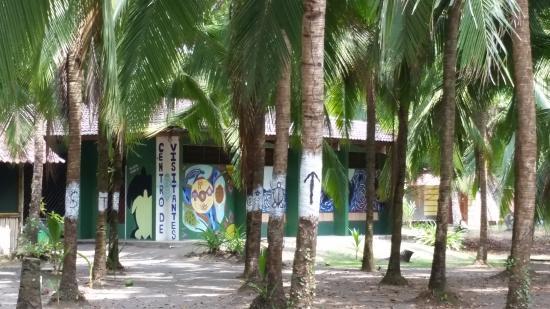 Conservatoire des tortues de mer