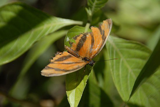 Jardins des papillons de Monteverde