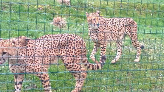 Zoo Aachener