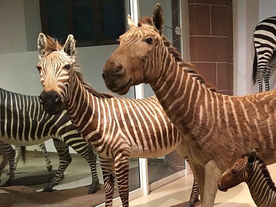 Musée d'histoire naturelle de Mayence