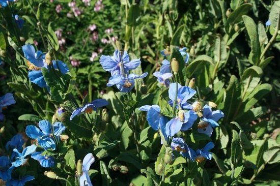 Jardin botanique d'Akureyri
