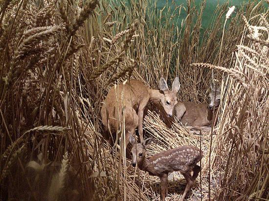 Muséum d'histoire naturelle de Neuchâtel