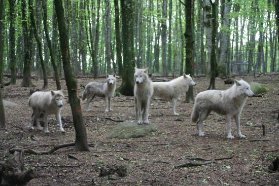 Loups de Chabrières