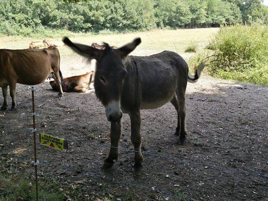 Les Animaux de la Ferme
