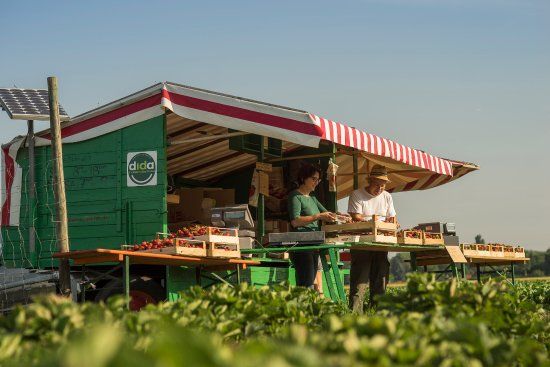 Beerengarten Rothschwaige