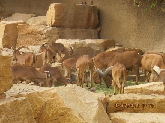 Zoo de Riyad