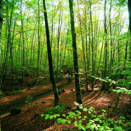 Parc Naturel de la Zone Volcanique de la Garrotxa