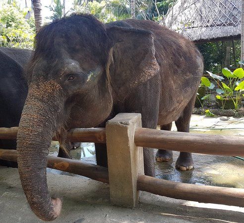 Zoo Lombok Elephant Park