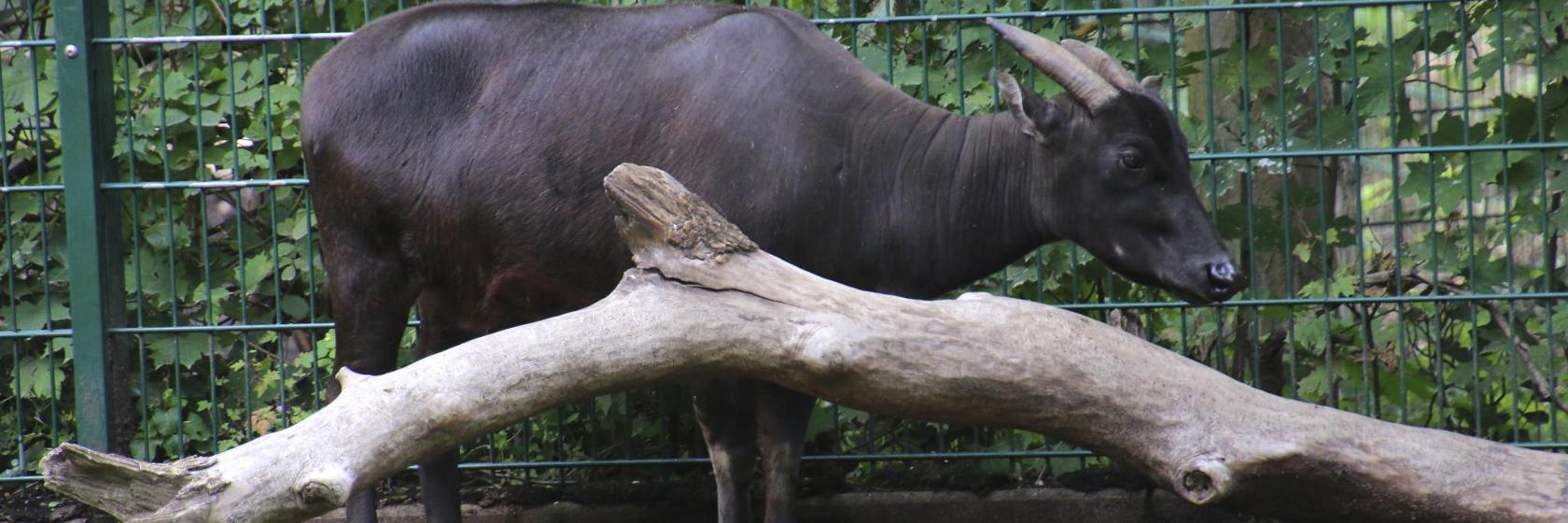 Zoo de Ragunan