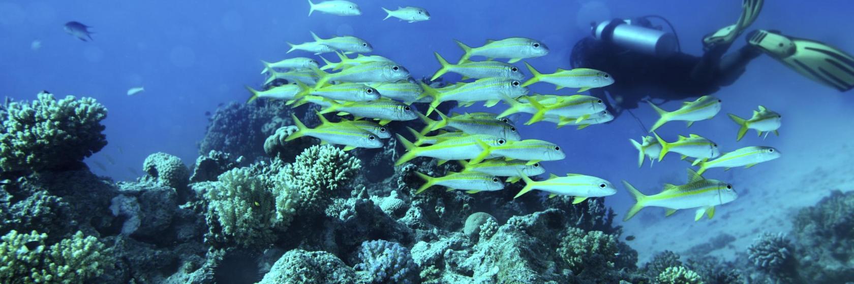 Club de Plongée et de Surf