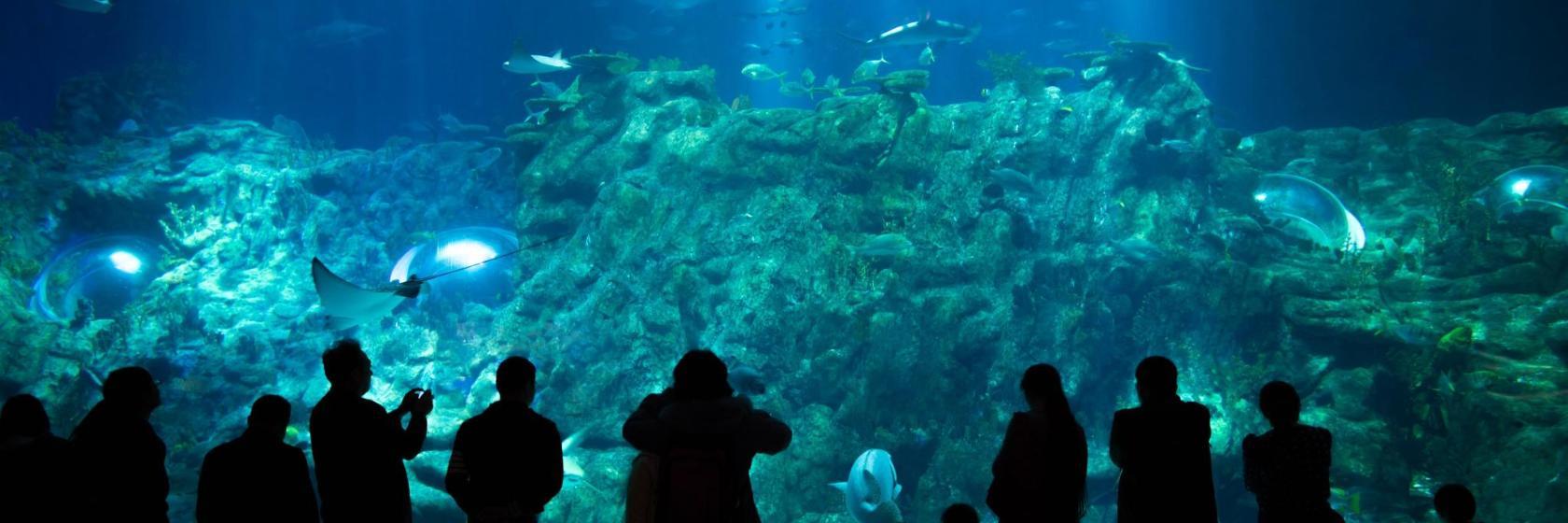 Aquarium The Scientific Center Kuwait