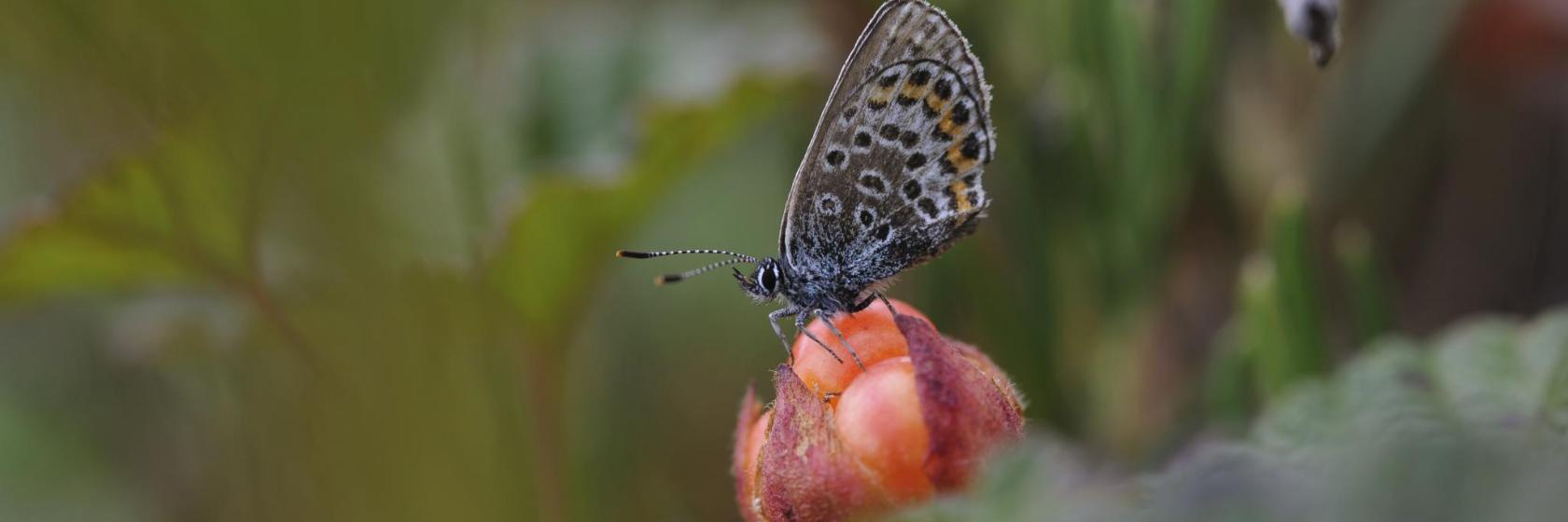 Jardin botanique polaire alpin