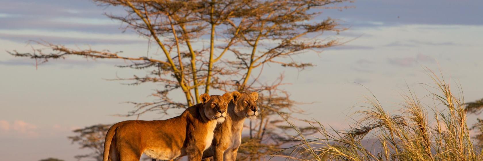 Parc national du Serengeti