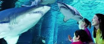 Aquarium de Livourne