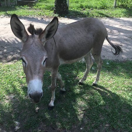Jardin zoologique de Kinshasa