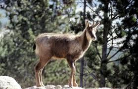 Parc Animalier des Angles en Capcir