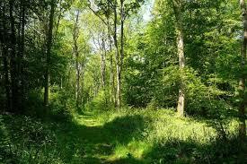 Forêt domaniale de Desvres