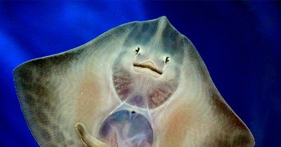 Aquarium national de Galway