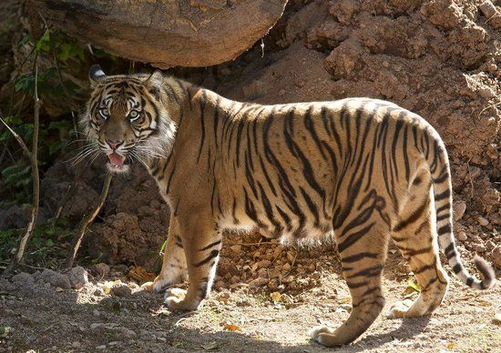 Parc zoologique Fota Wildlife Park