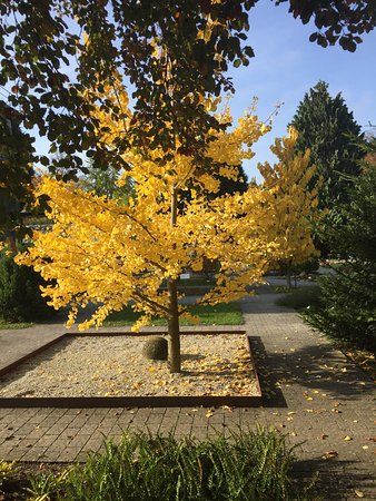 Jardin botanique de Heidelberg