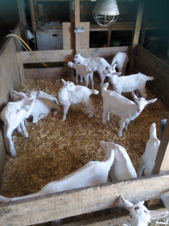 La Chèvre du Vrizon Earl